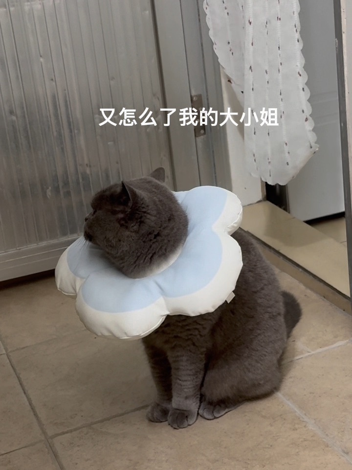 又怎么了我的大小姐
