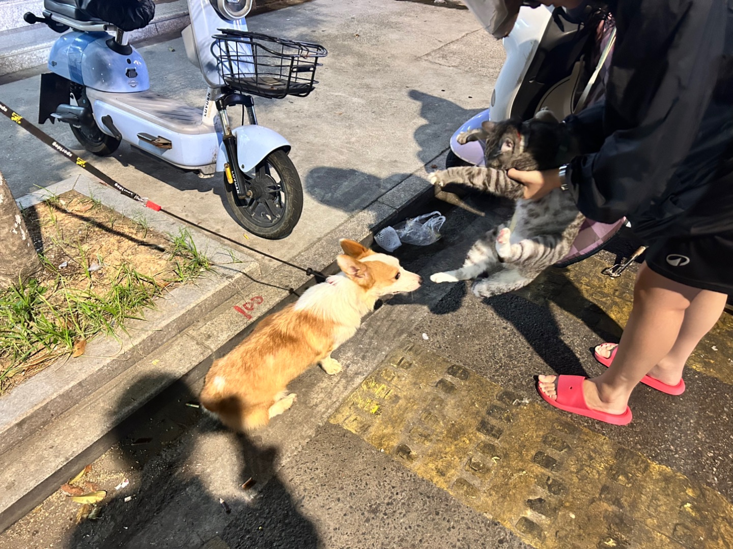 10.19 小狗和小猫～