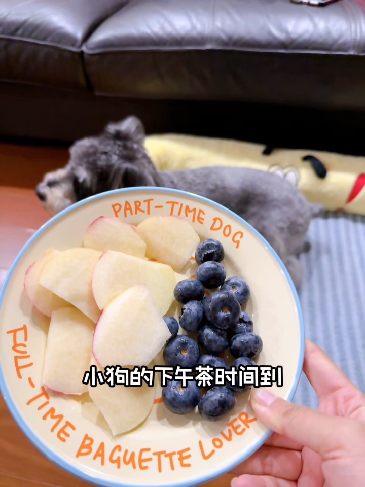 小狗的盘子太好看了 我先占为己有了