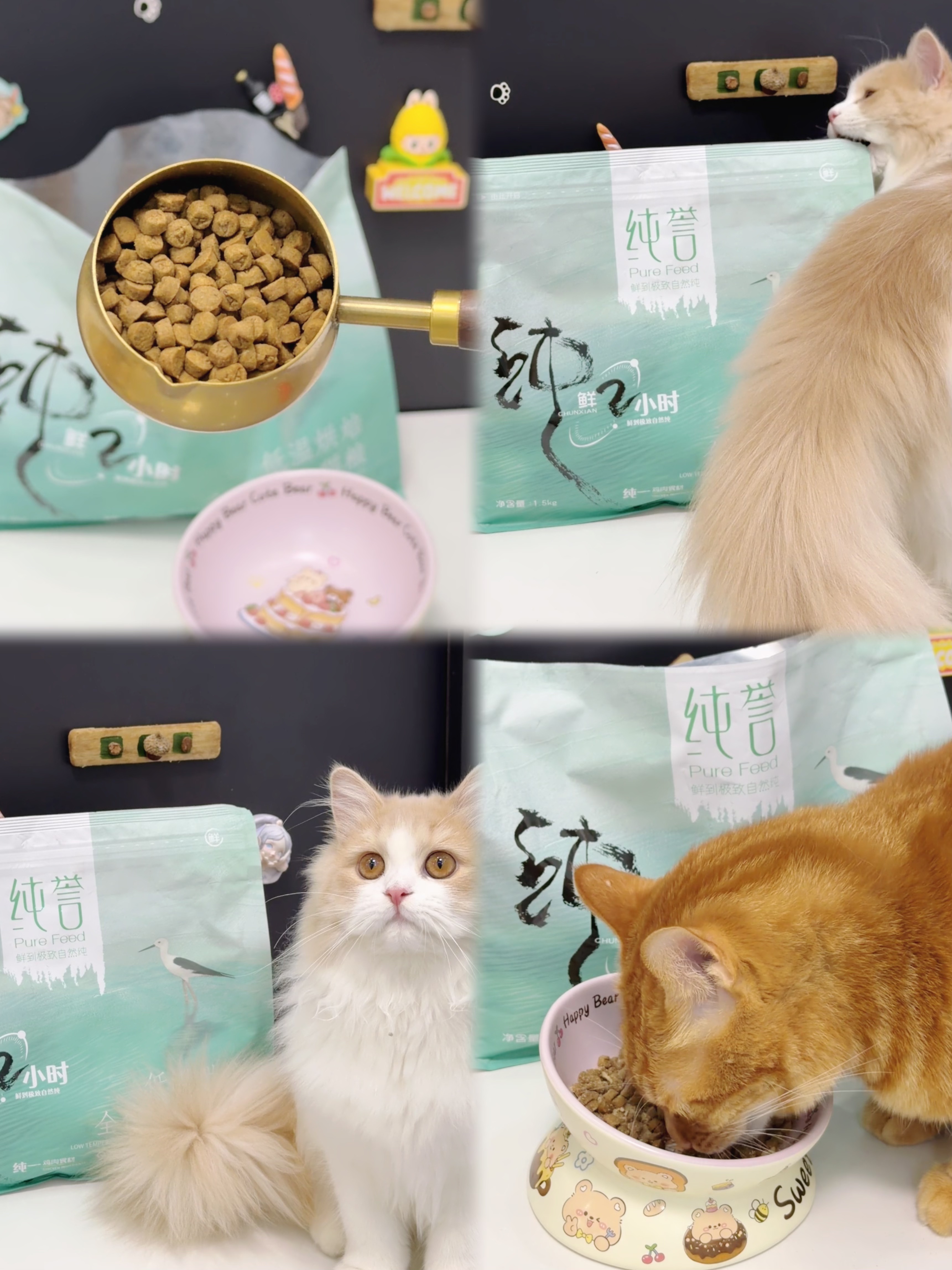 小猫今天吃点啥🐱