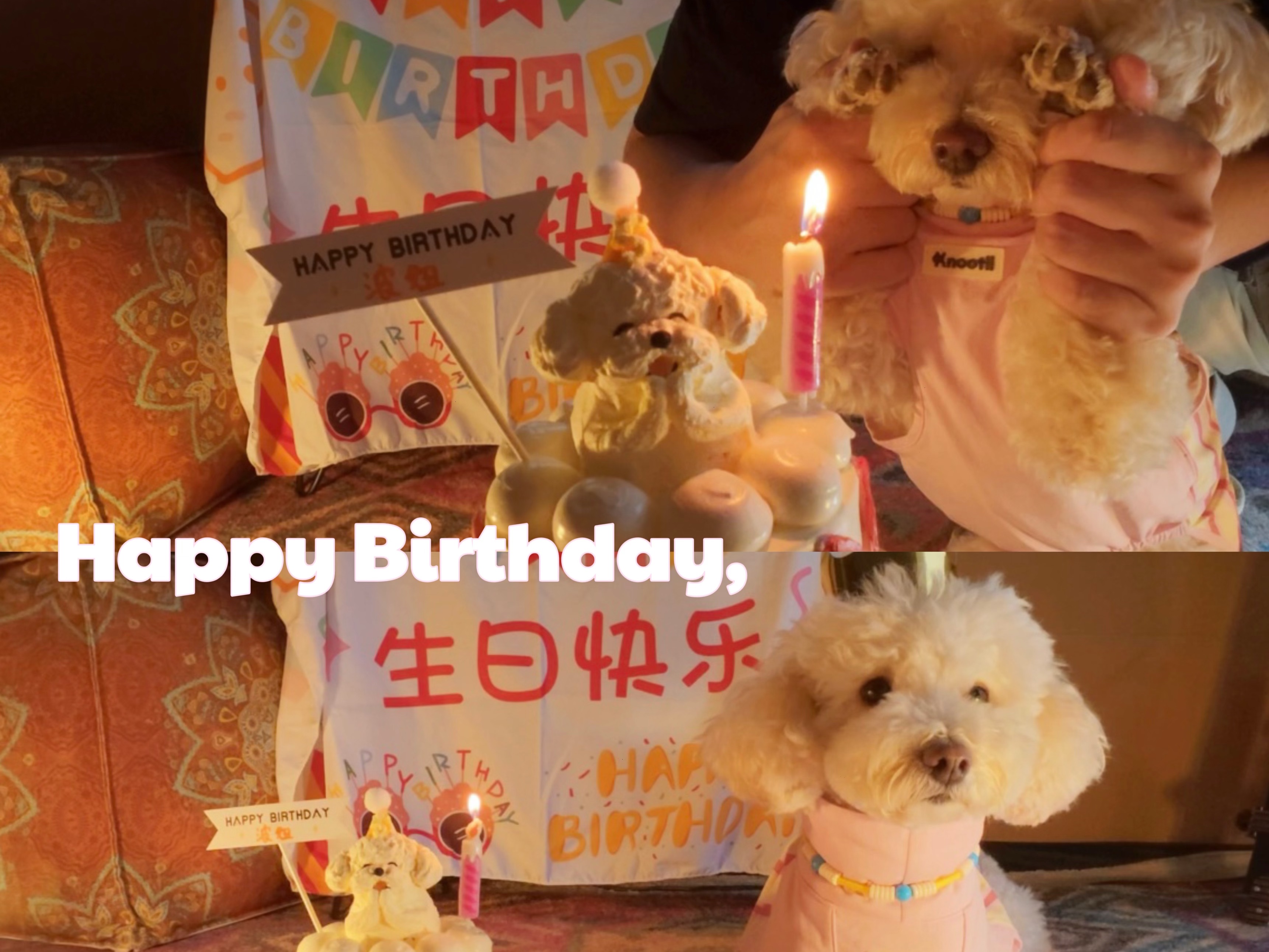 波妞，生日快乐🎂谢谢你成为我们的小狗