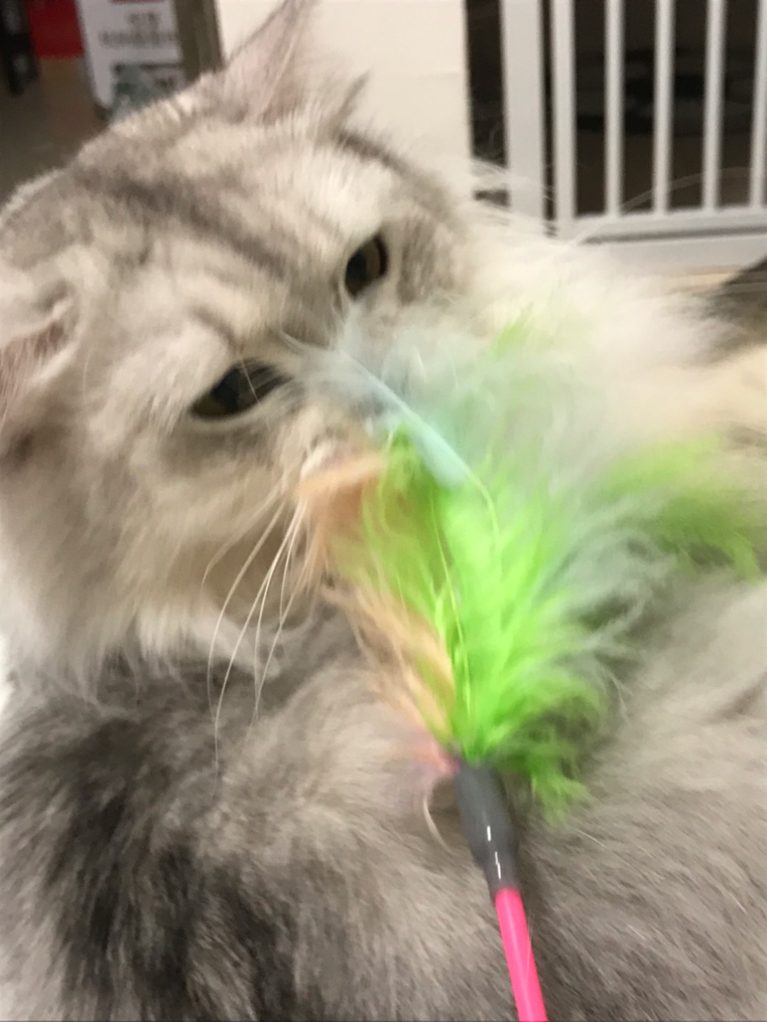 最喜欢羽毛逗猫棒啦