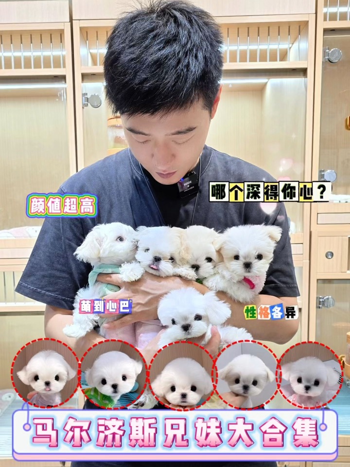 马尔济斯幼儿园开学啦🎒八只宝宝集体亮相～