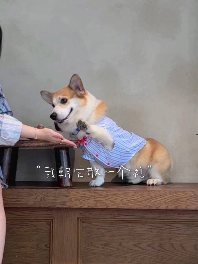 “小狗朝生活敬一个礼”🫡