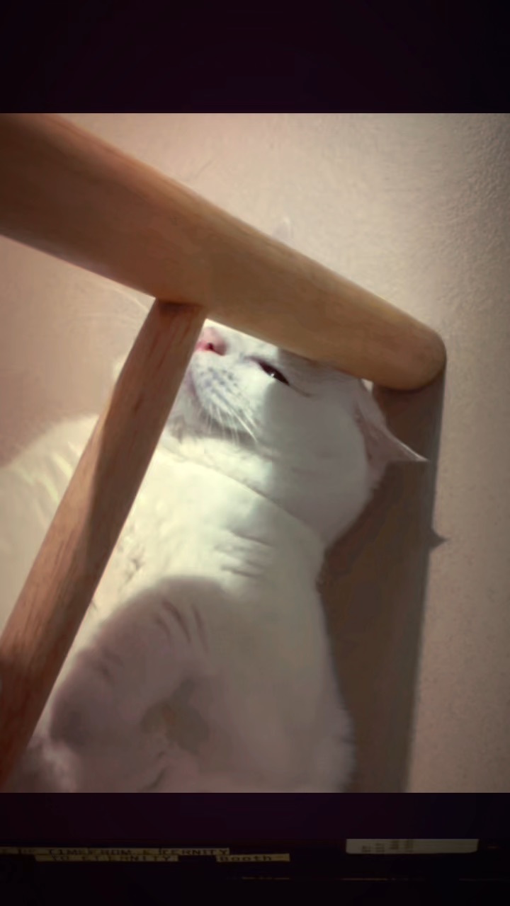 躲猫猫miao