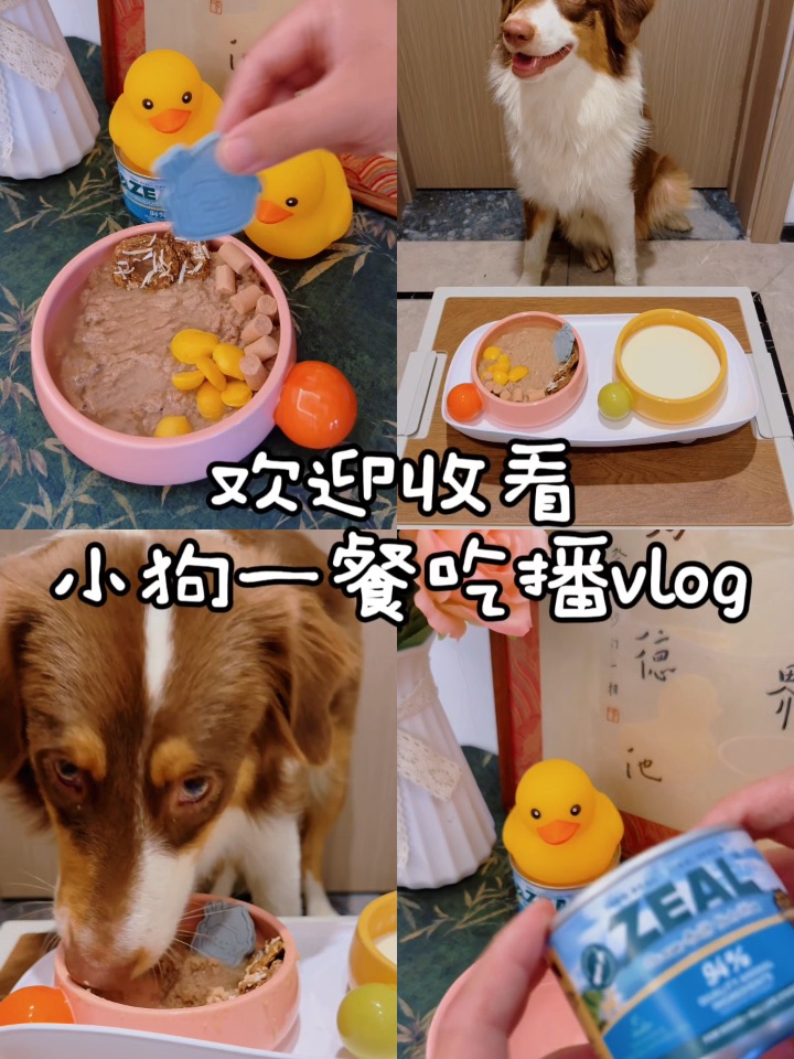 欢迎收看小狗吃播vlog✨