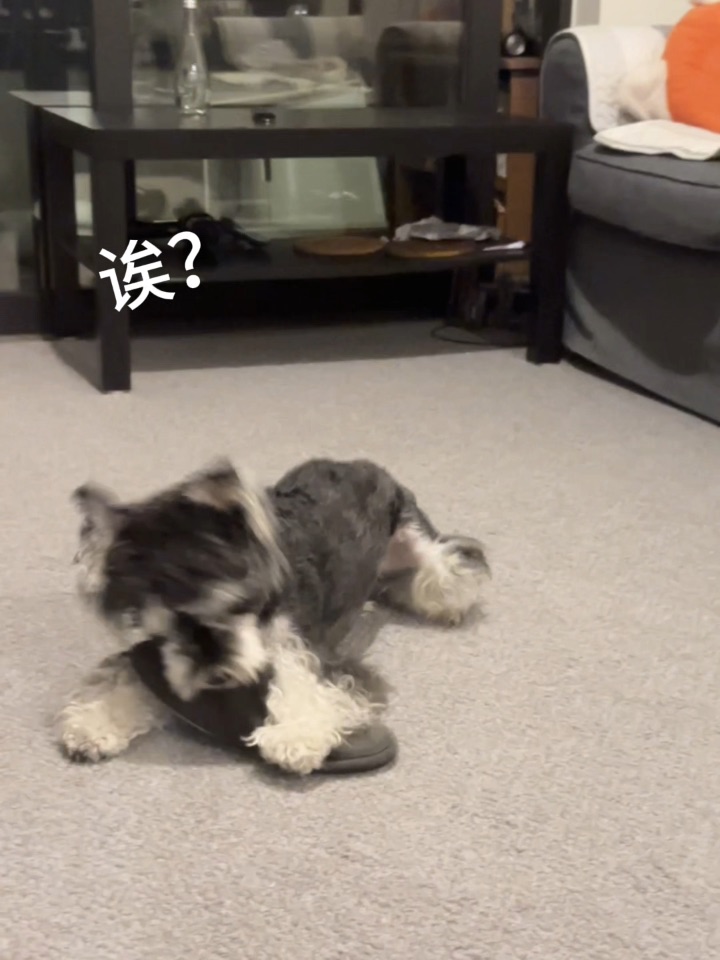 天才小狗