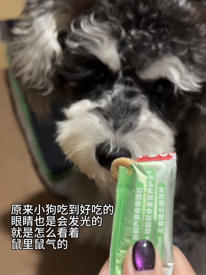 这狗怎么鼠里鼠气的