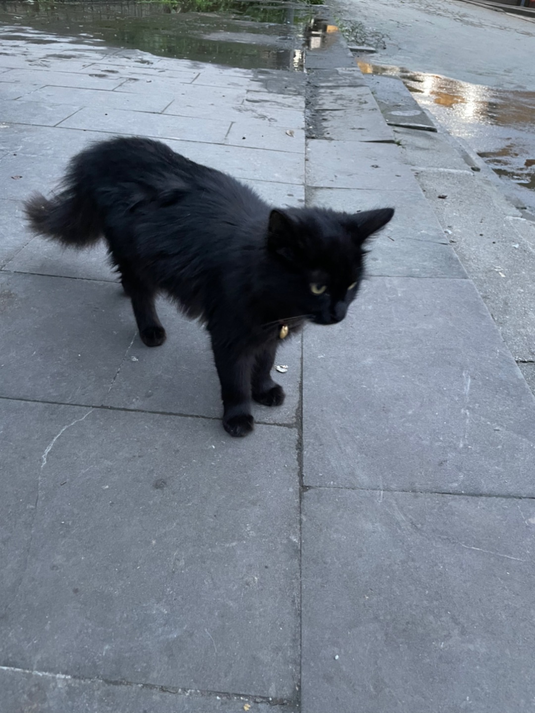猫猫庙的小黑猫