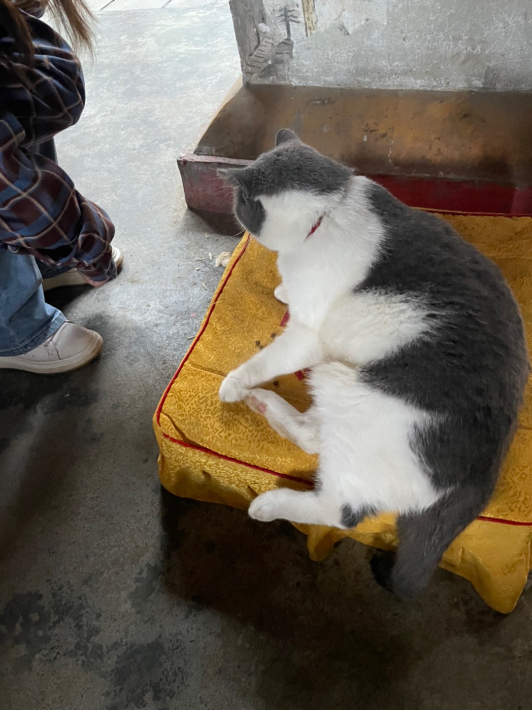 猫猫庙最胖的小咪
