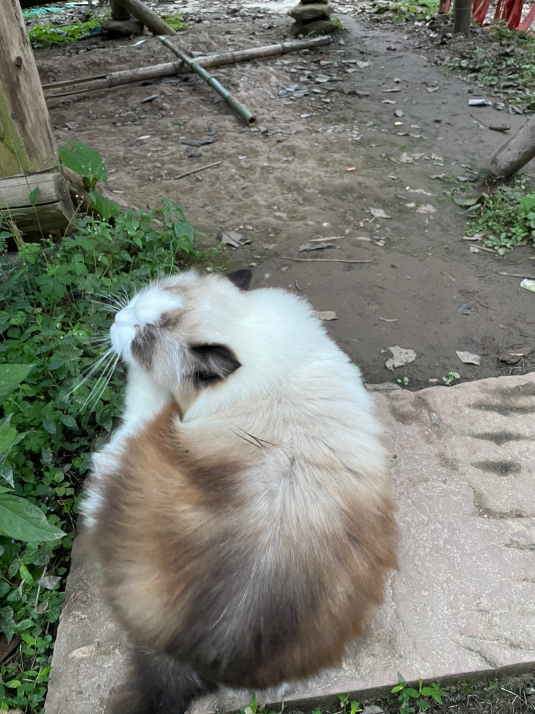 猫猫庙的布偶