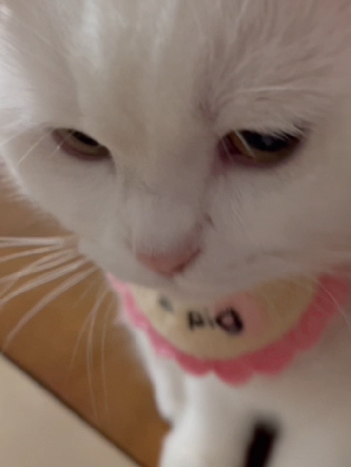 门外有喵😸