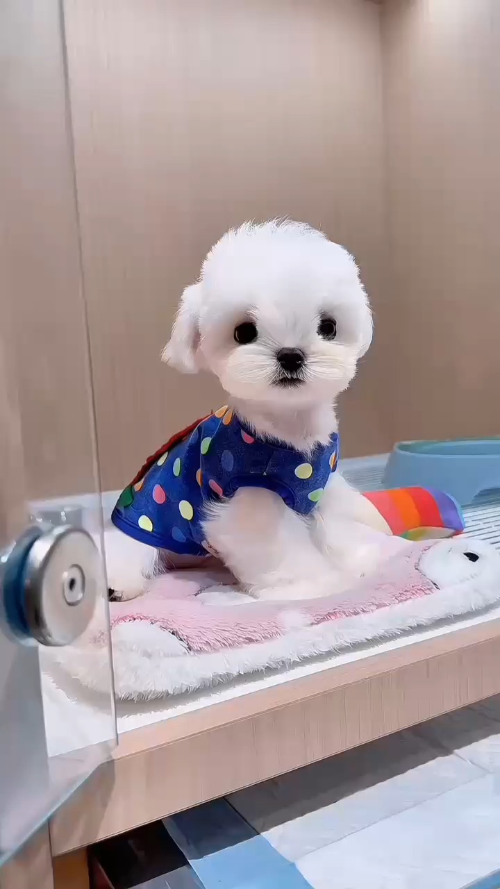 人，你也很为我着迷吧！你看我今天可爱吗？