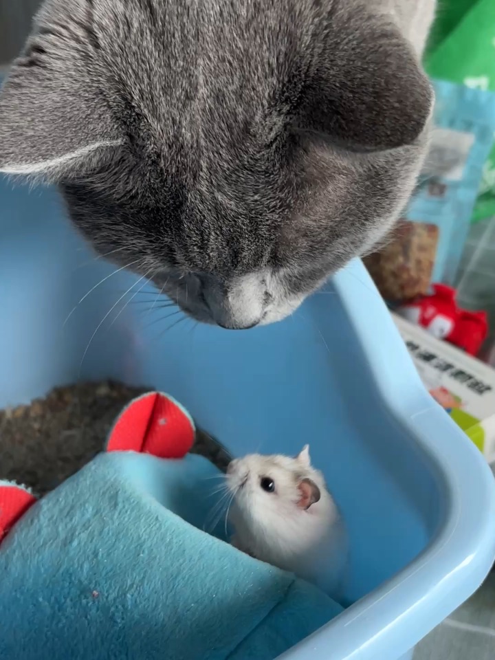 猫鼠日常