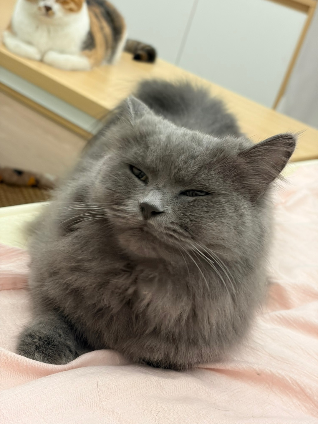 豆豆