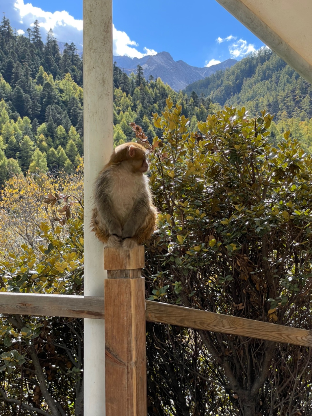 这不是峨眉山老表