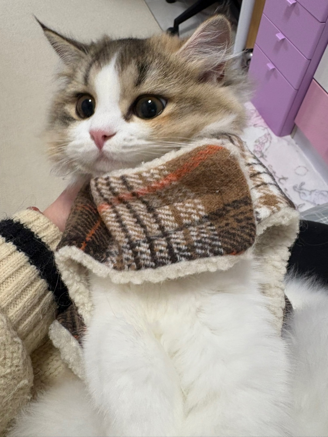 太冷喽，先给小秃猫穿上衣服喽！