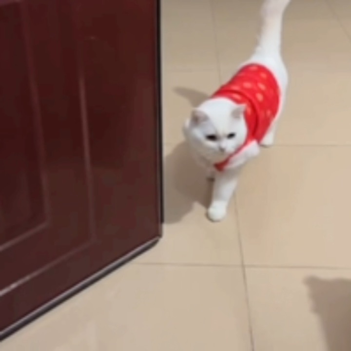 元宝会自己出门