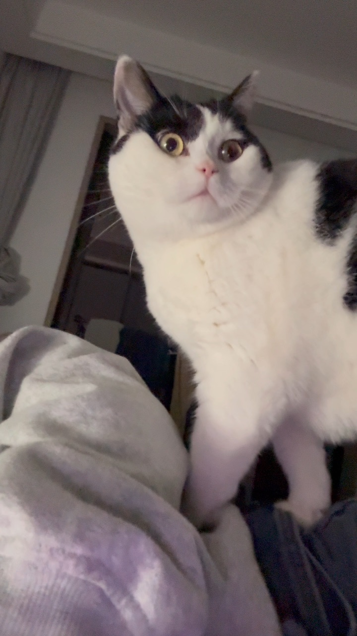 配得感很高的小猫