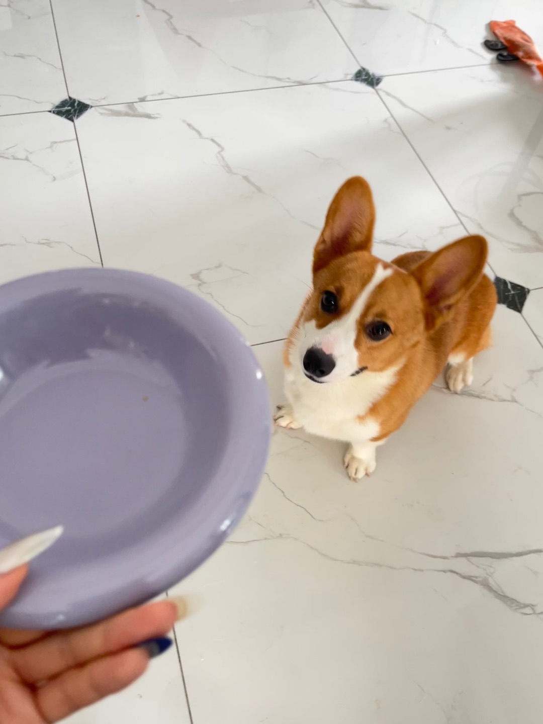颜值很高的宠物餐具🥣