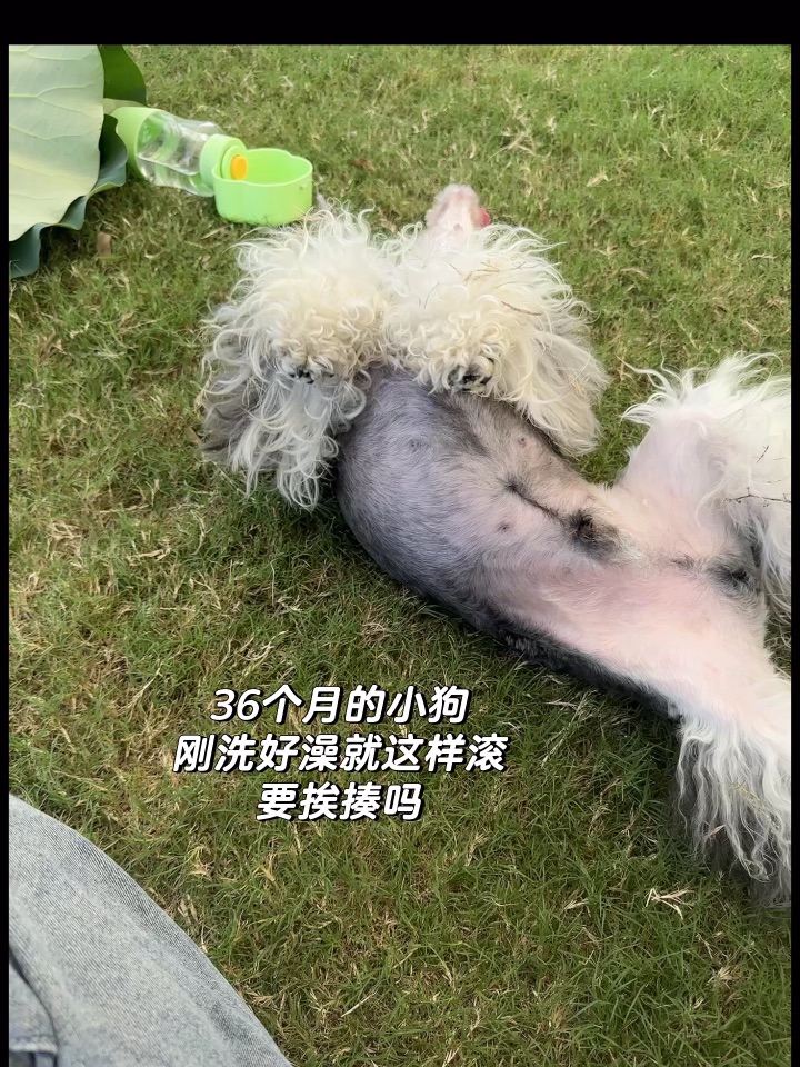 养狗人最常看到的画面