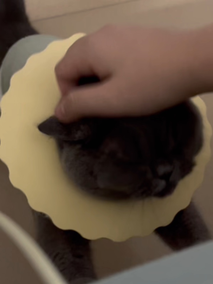 像这只猫必须养😸