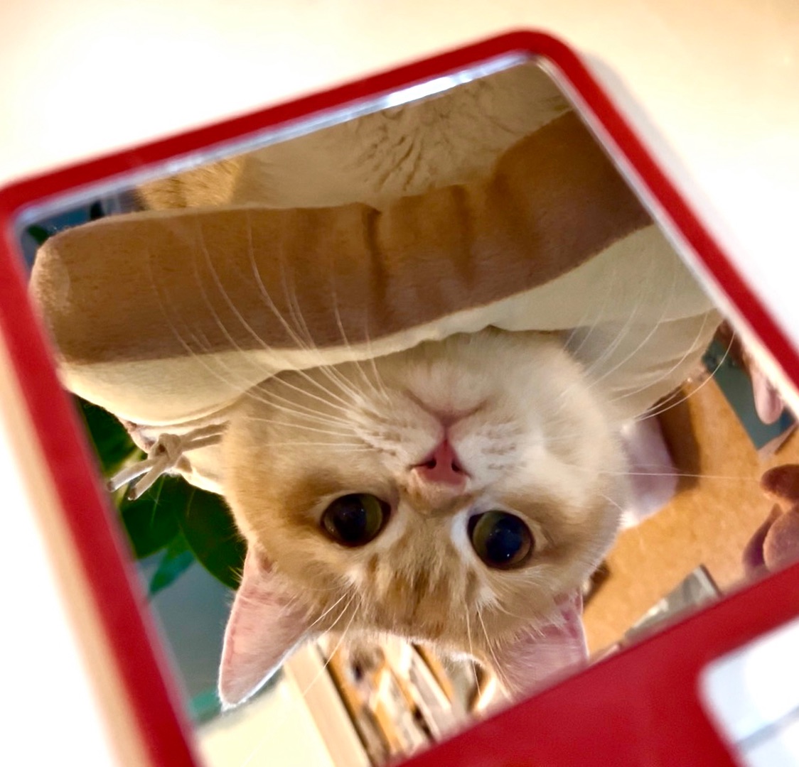 🪞镜子里的我最好看！