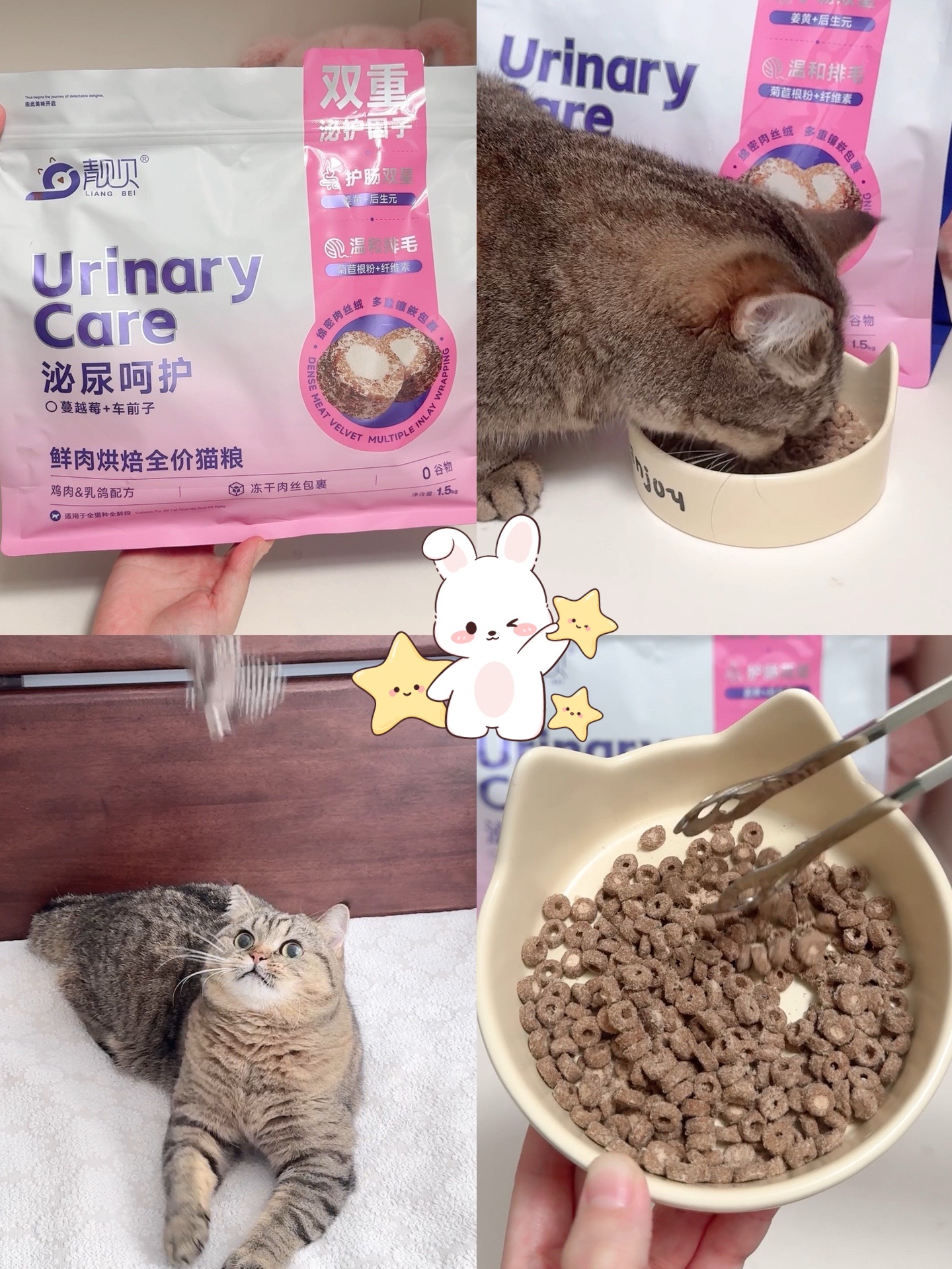 挑食鬼小猫的新口粮