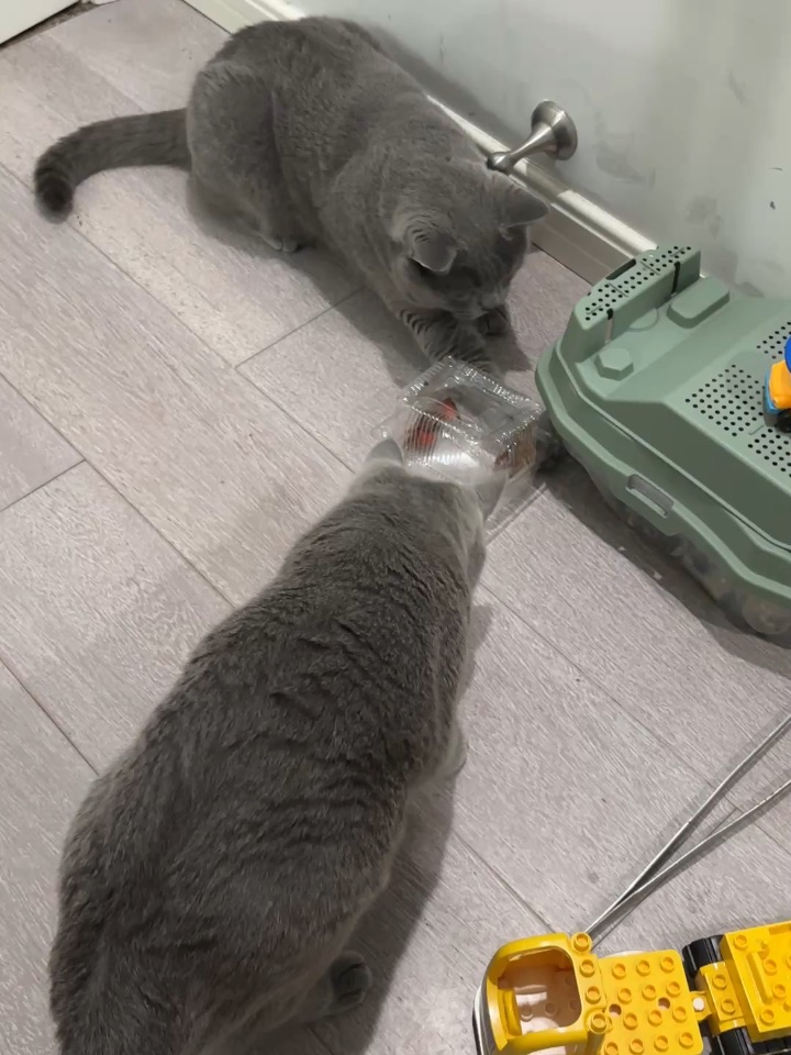 玩什么呢？