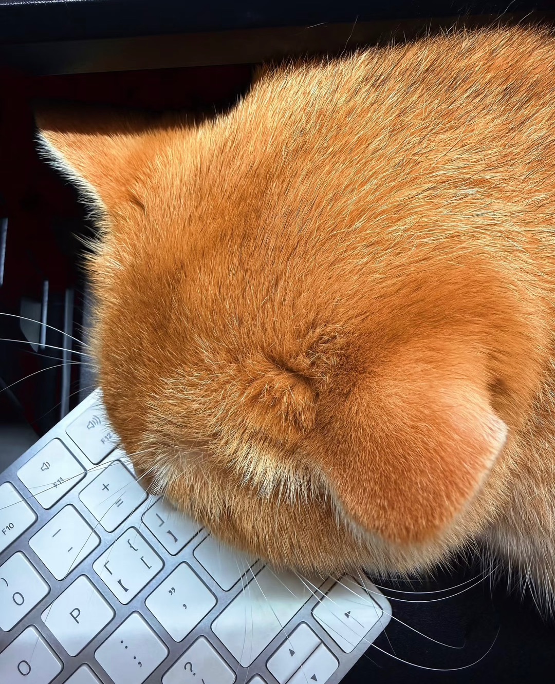 打工喵🐱
