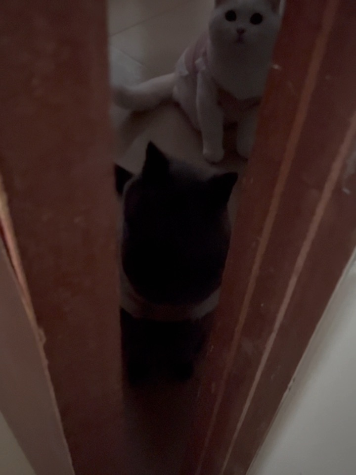 ⏰🐱🐱
