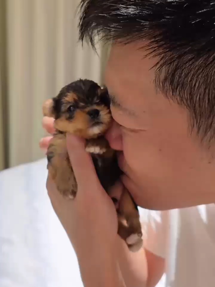 每天要吸一万遍这只小香狗🐶