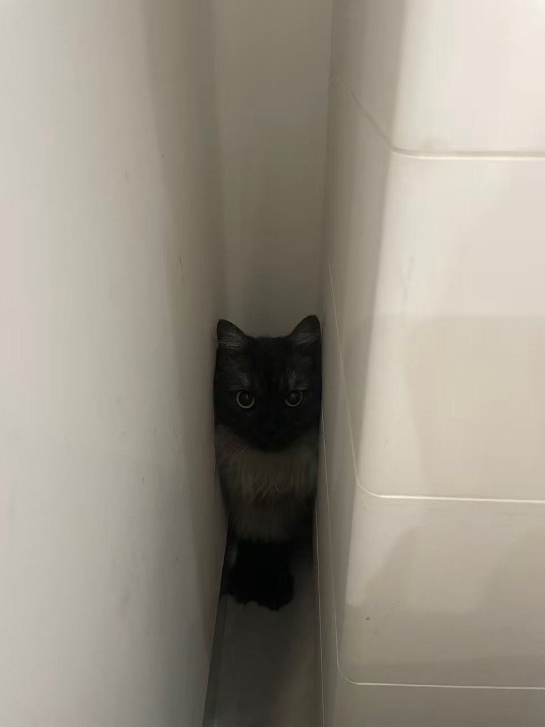 躲猫猫🙈