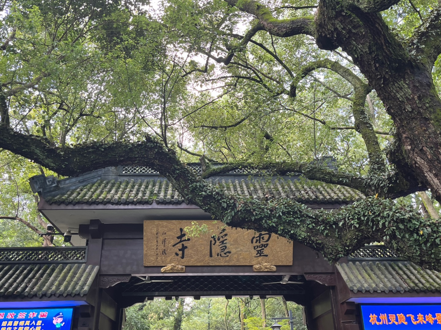 来灵隐寺了