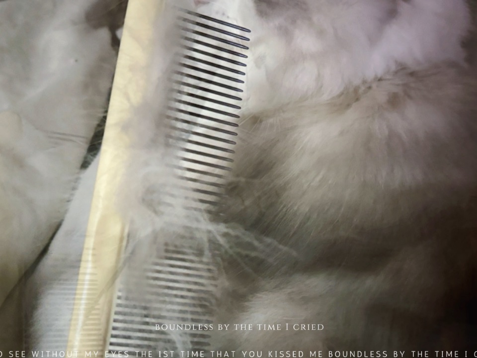 猫猫梳毛日记25