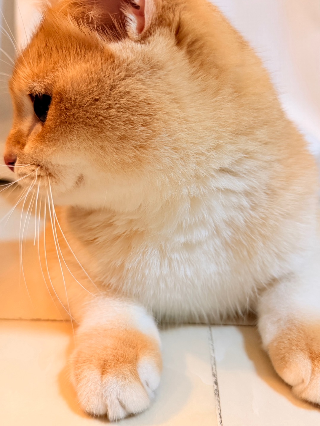 我是一只 ' 人间抱枕 '!🐱💌