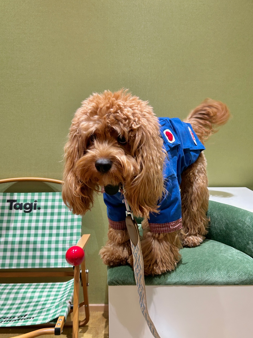 Cuca's Daily Doggie in Tagi.