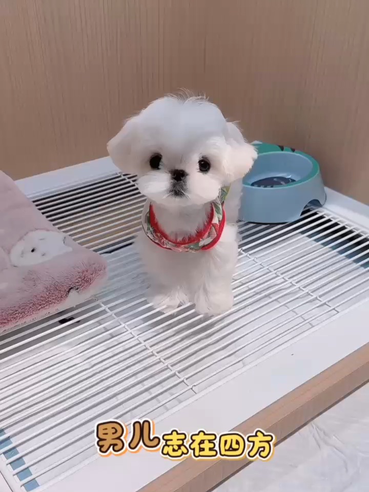 小狗扶额.jpg:我有个总想啃“小”的妈妈😮💨