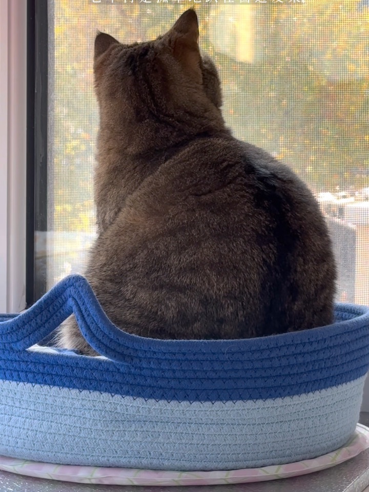 emo小猪的新玩具