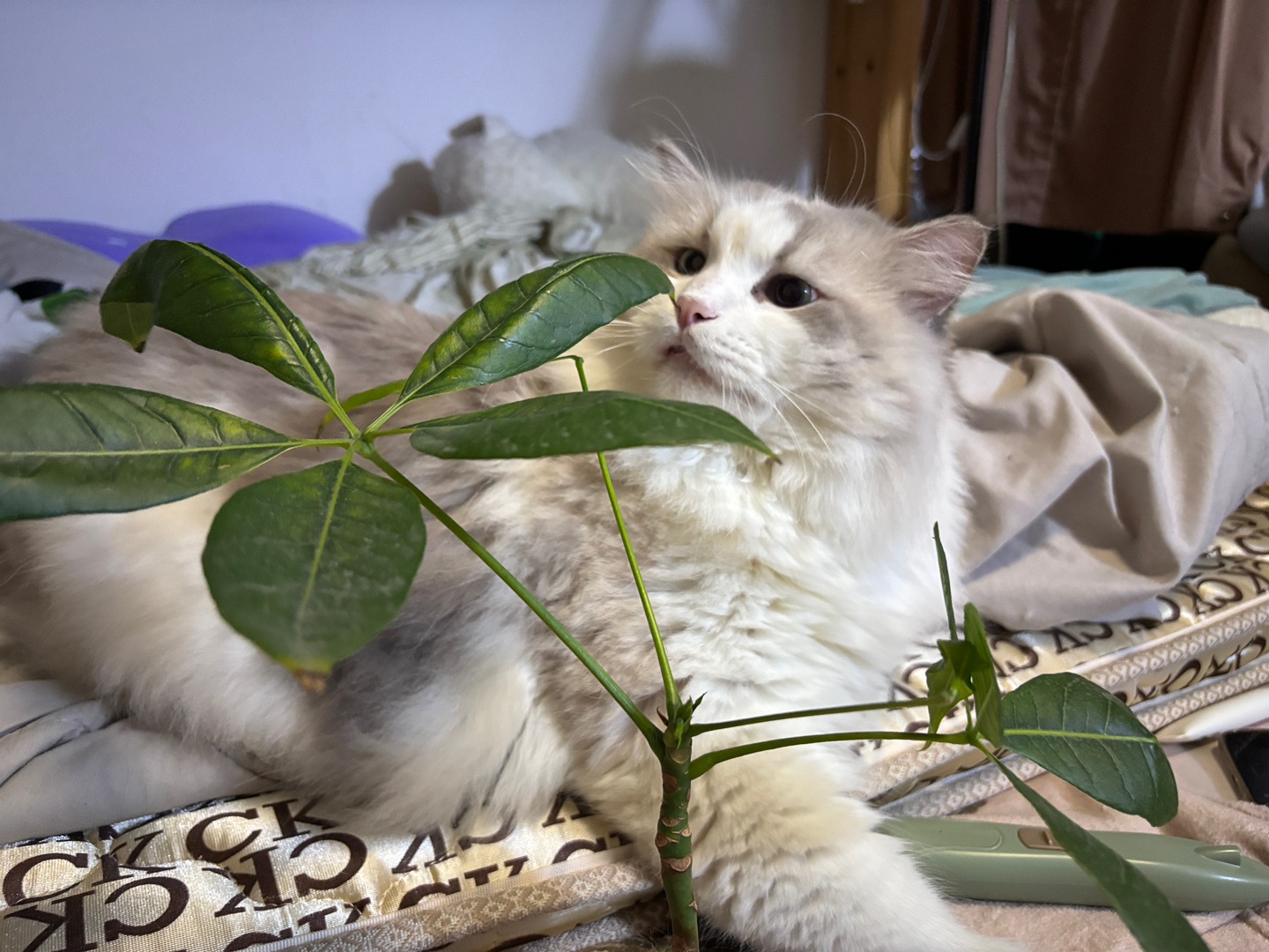 猫猫与🍃27