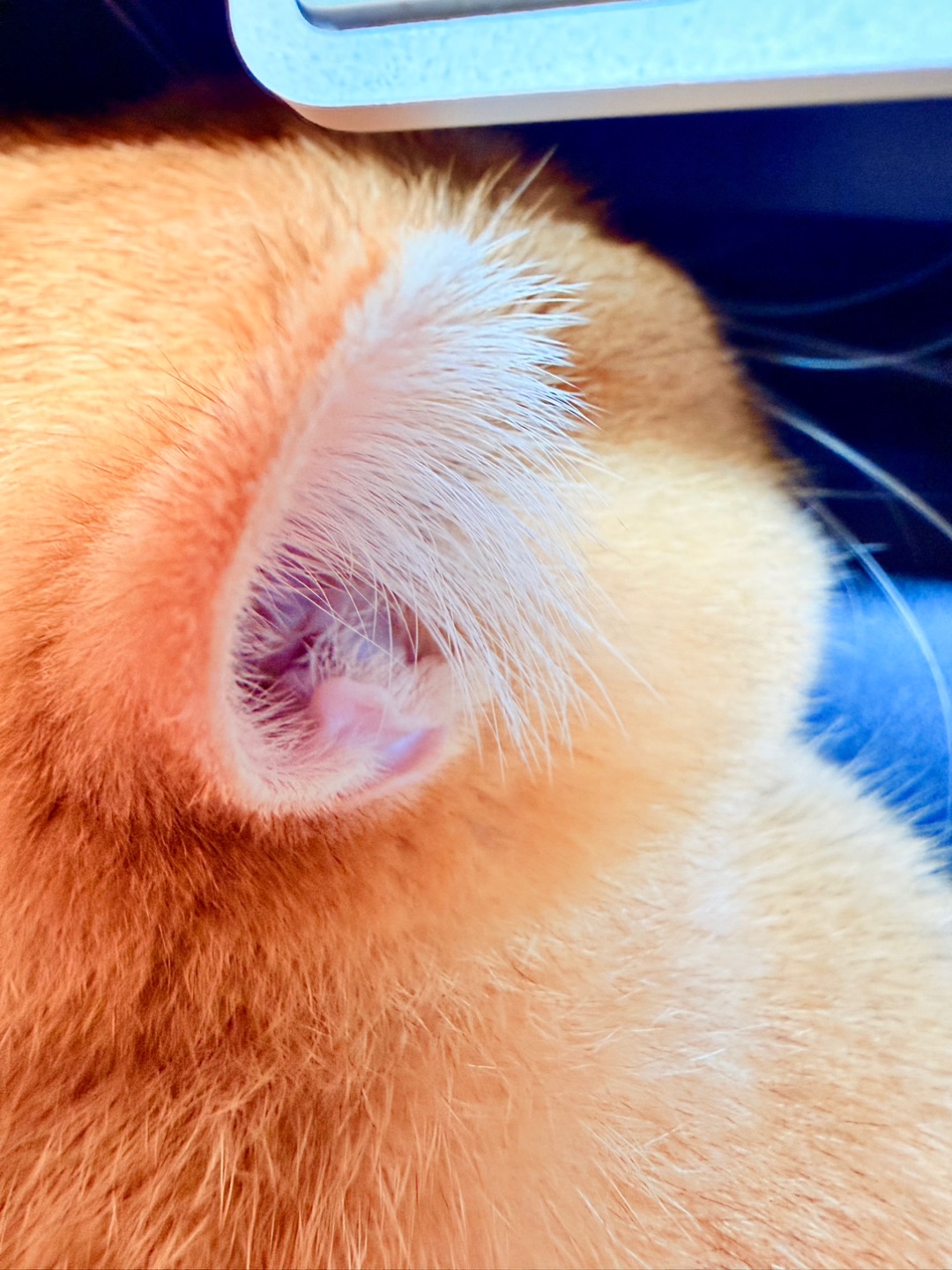 小小只,软软的💓我是一只“顺风耳👂”猫咪🐱