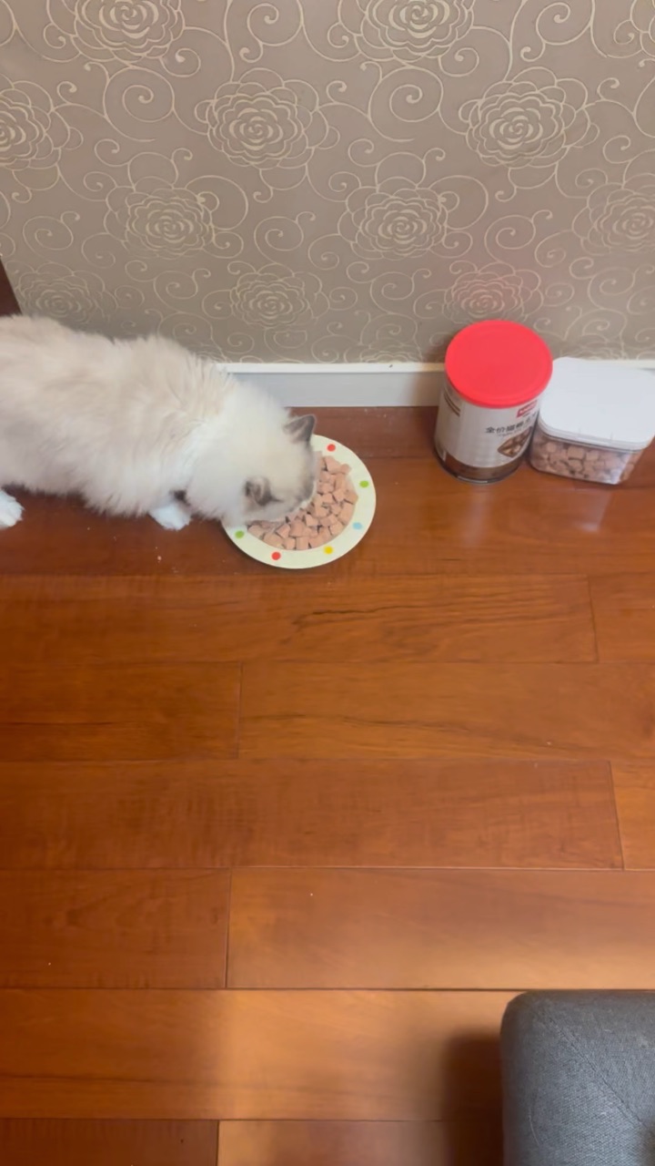 大大的盘子才好用 小的盘子猫咪不喜欢捏