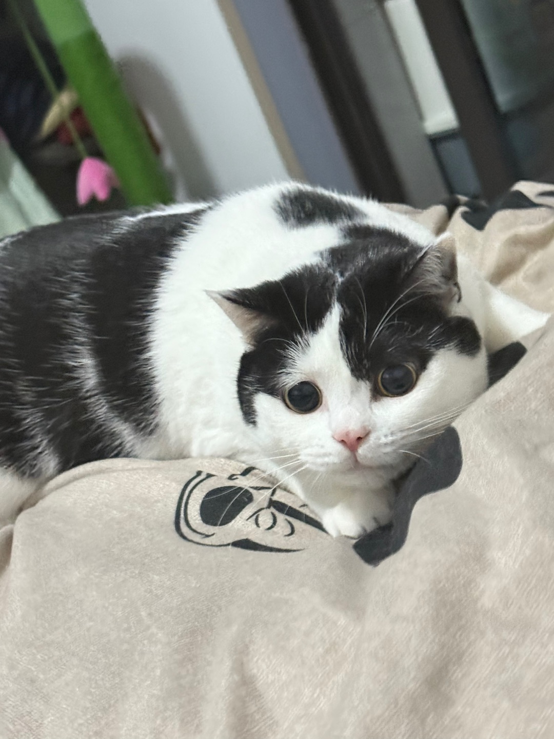 换新床单于是得到了一只疯咪