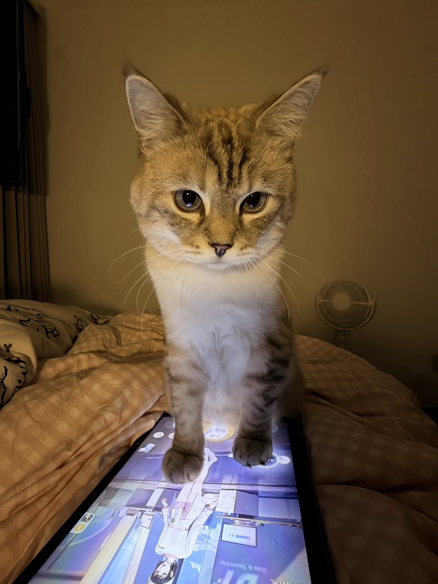 和平板也能争风吃醋吗  小猫咪