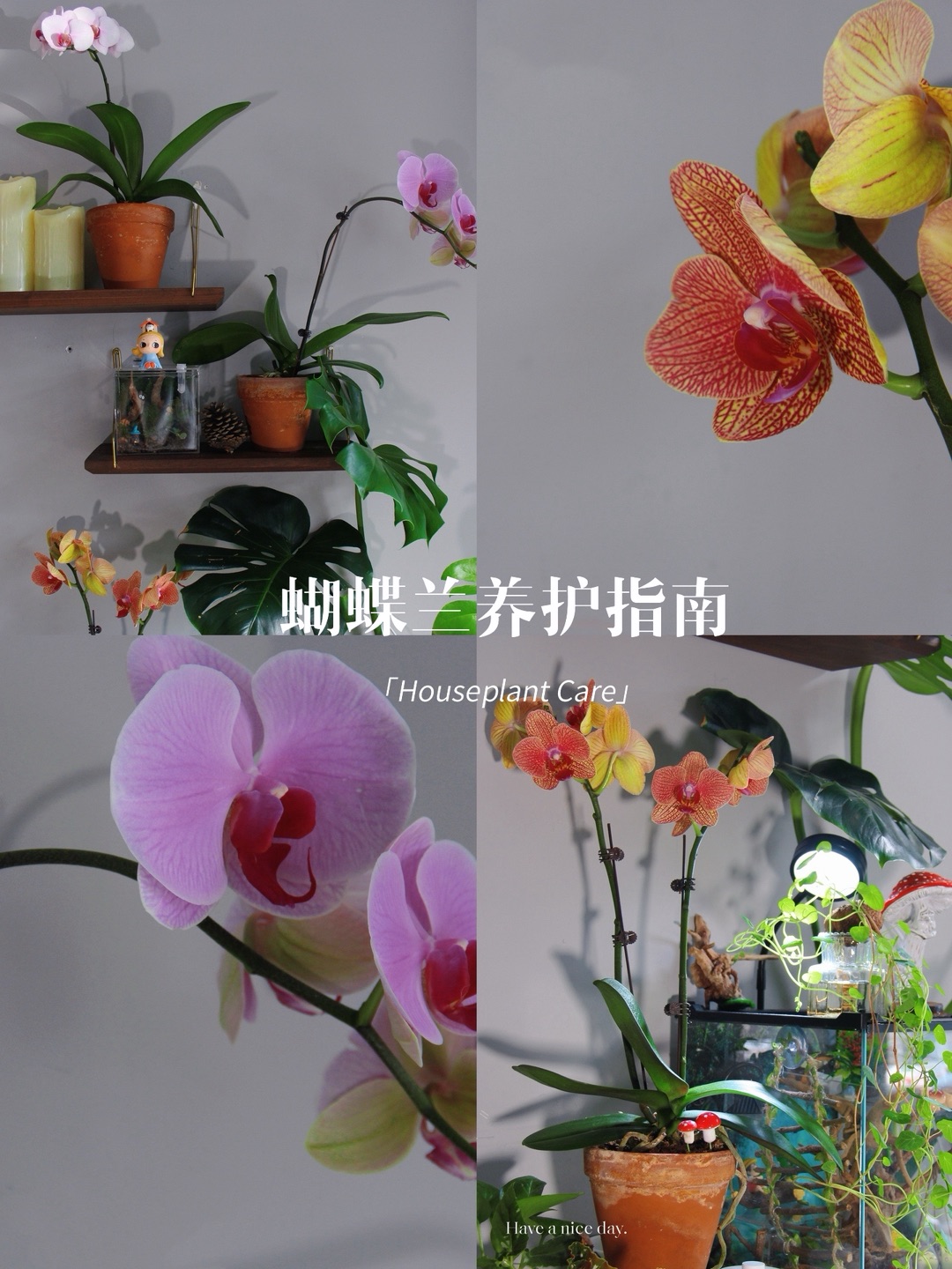 秋日·蝴蝶兰|花形似蝶,是幸福向你飞来