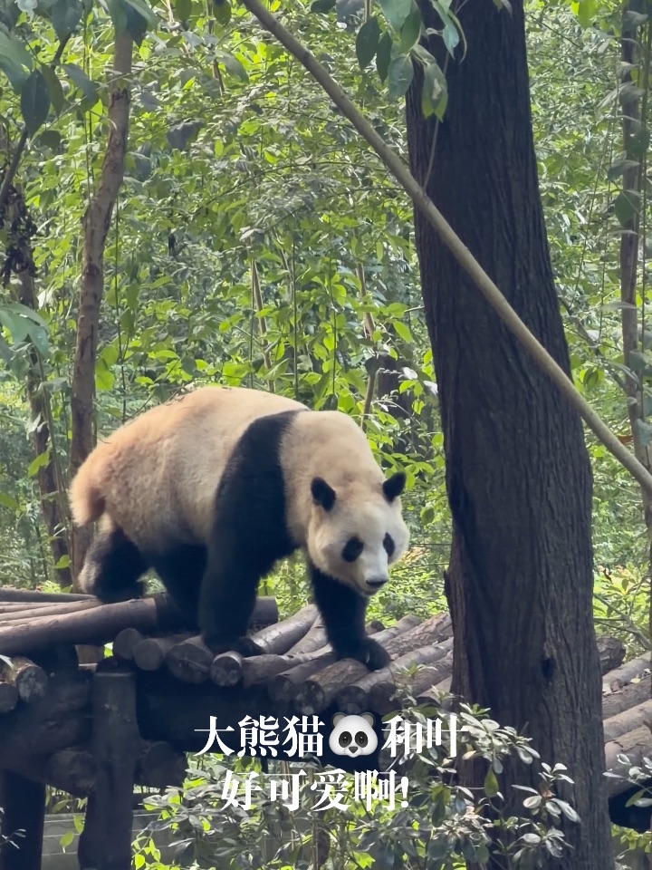 哇！和叶妹妹好漂亮，出场帅气好可爱！……