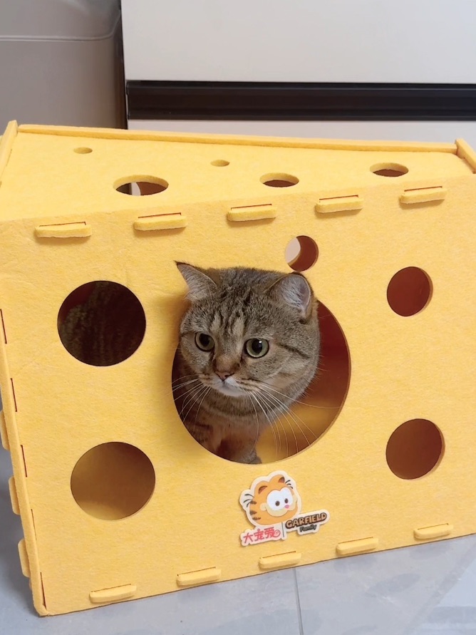 🧀奶酪猫窝谁不喜欢