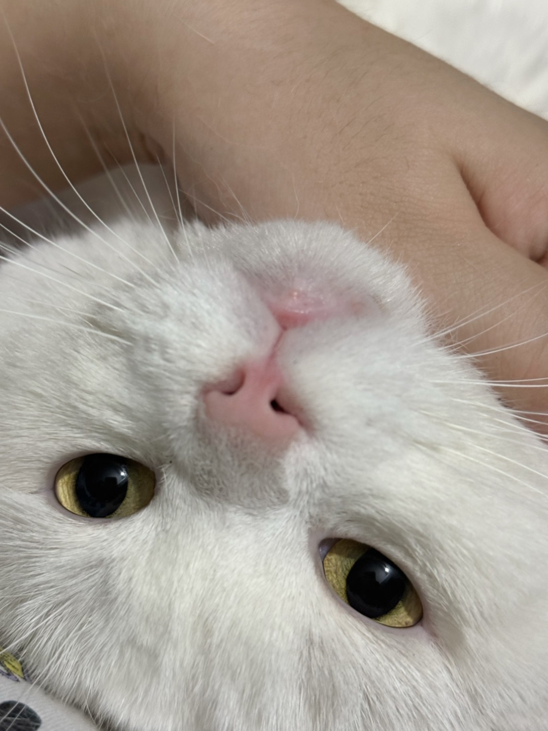 白胖喵的日常：贴贴+瘫平+躲猫猫