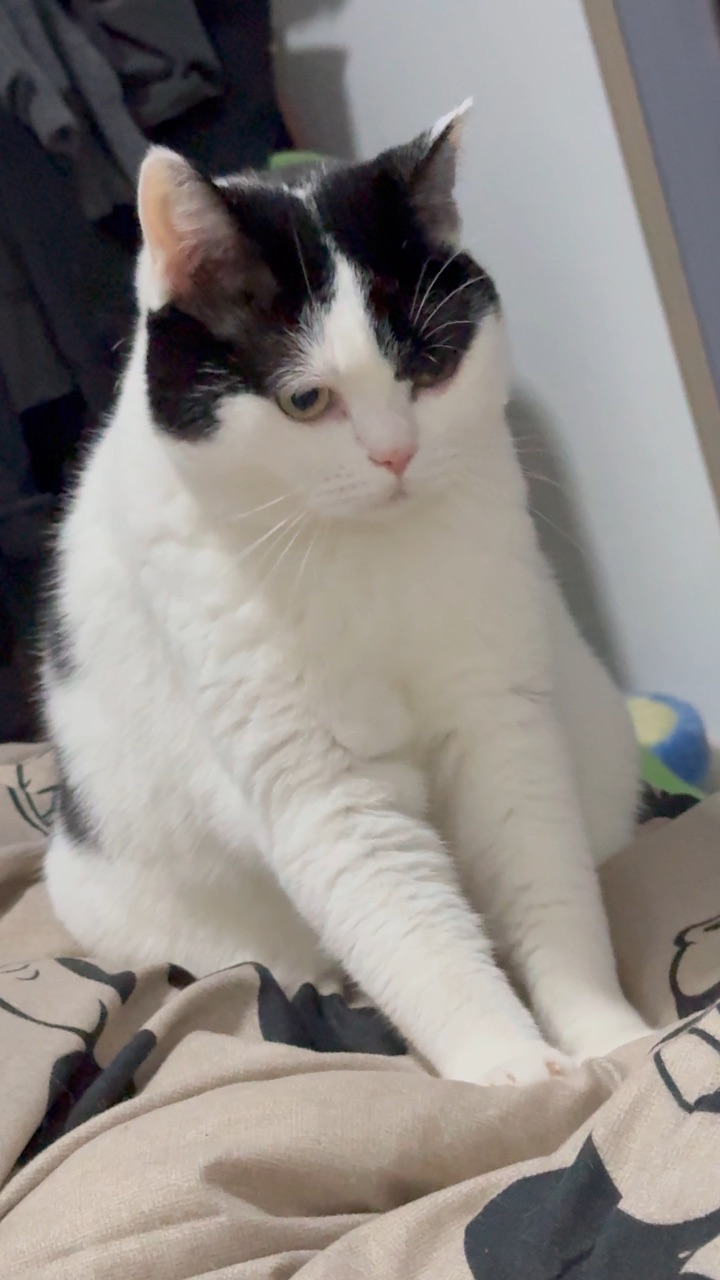 给自己踩困了的咪