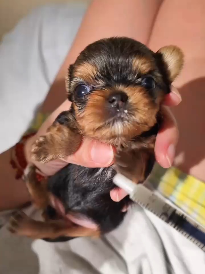 又怎么了❗️我的大小姐🐶👑